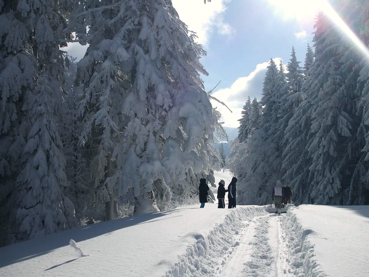 Drum de pădure iarna, în contralumină, cu soarele printre brazii încărcați de zăpadă.